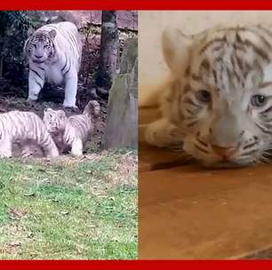 Zoológico no interior de SP anuncia o nascimento de três tigres brancos