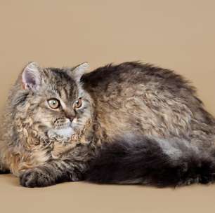 4 características do gato da raça selkirk rex