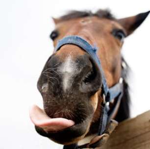 Os cavalos têm um repertório complexo de expressões faciais, assim como os primatas