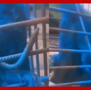 Homem pode responder por maus tratos após pintar macaco de azul em MG