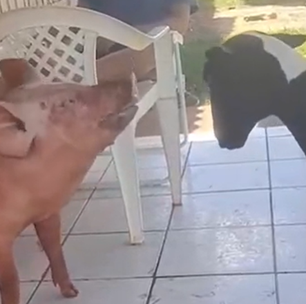 Porca criada com cachorros no Paraná aprendeu a latir e surpreende família