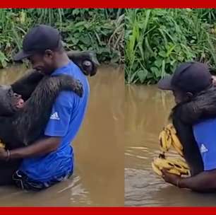 ONG registra momento em que chimpanzé reconhece cuidador, anos após retorno à natureza