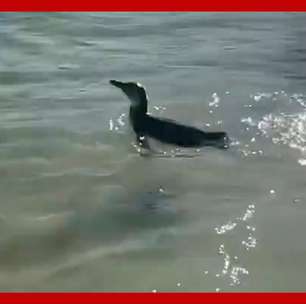 Pinguim é visto em praia da Zona Sul do Rio de Janeiro