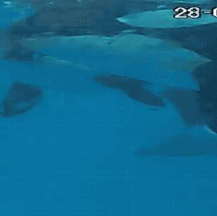 Orcas selvagens são flagradas 'se beijando' em registro inédito na Noruega
