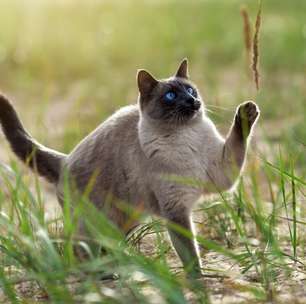 4 características do gato da raça thai