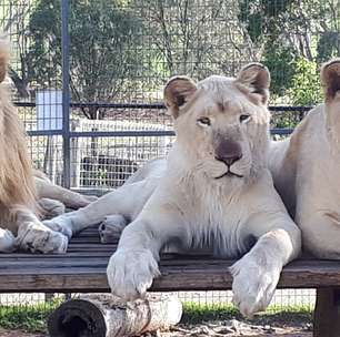 Mulher perde o braço após ser atacada por leoa e zoológico frisa: 'Animal definitivamente não será sacrificado'