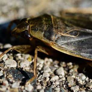 Glutona: Barata gigante devora sapos, patos e cobras