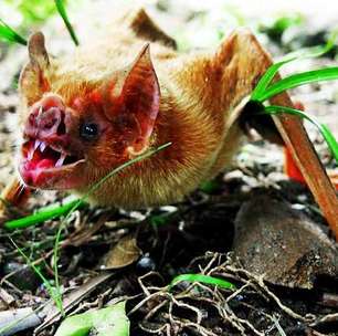 'Vampirescos': espécies de animais que têm dentes afiados