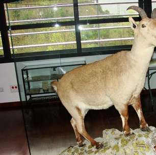 Um marco para a Ciência: o único animal que foi 'extinto' duas vezes