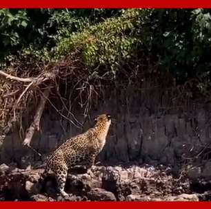 Sucuri cai de árvore e é atacada por onça-pintada no Pantanal