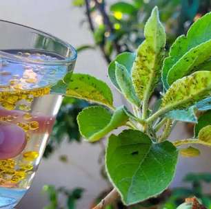 Inseticida caseiro para plantas: deixa seus vasos livres de qualquer praga em minutos