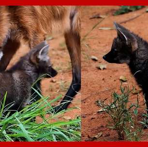 Novos filhotes de lobo-guará são apresentados no zoológico de São Paulo