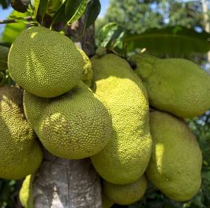 Maior fruta do mundo tem bagos carnudos que mais que alimentam