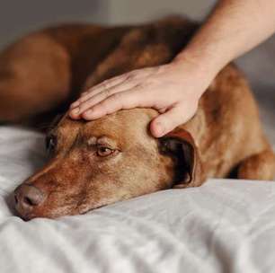 Zoonoses exigem atenção de famílias com pets; conheça as principais