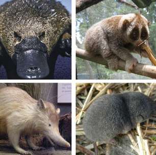 Só existem quatro mamíferos venenosos no planeta; saiba