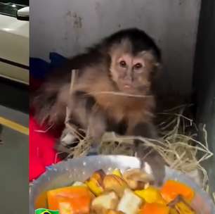 RJ: macaquinha é resgatada debaixo de carro na região do Jardim Botânico