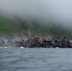 Leões-marinhos pulam no mar durante abalo na Rússia