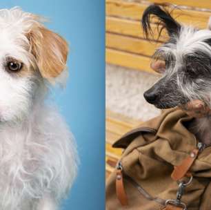 Dia do Vira-Lata: o que é cachorro 'fiapo de manga'?