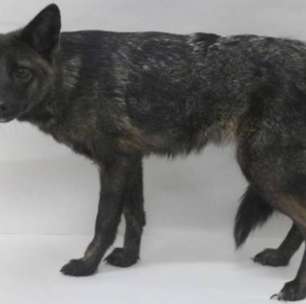 Há quatro anos, alguém atropelou um cachorro no Brasil: hoje sabemos que ele não era um cachorro e nem deveria existir