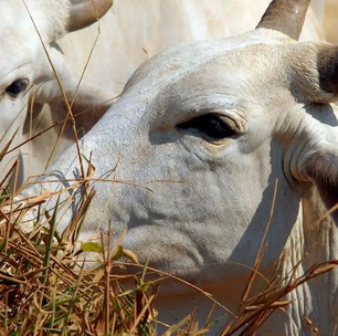 Reduto do agro vai ser região menos afetada pelo tarifaço de Trump; entenda motivo