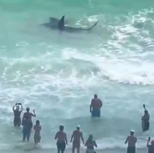 Vídeo: duelo entre tubarão e arraia encanta banhistas na Flórida
