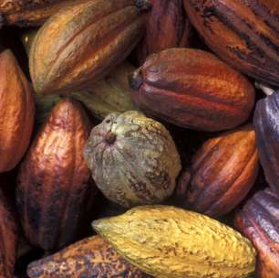 Fabricante de M&amp;M's busca super cacau para evitar que falte chocolate