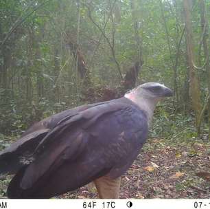 Parque Nacional do Iguaçu faz registro inédito de ave rara