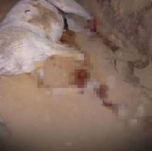 Cavalo tem patas mutiladas; famosas se revoltam e cobram punição: 'Monstro'