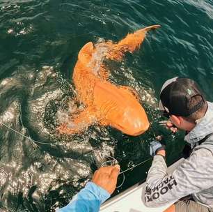 Tubarão alaranjado surpreende pescadores e pesquisadores que o avaliam como raridade