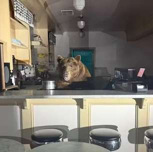Urso invade sorveteria, se delicia com sabores e mobiliza a polícia na Califórnia