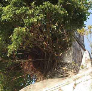 Árvore varou teto de oratório na 1ª favela do RJ