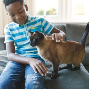 Gatos são mesmo frios? A verdade sobre o comportamento afetivo dos felinos