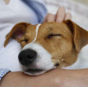 O que significa quando o cachorro dorme encostado no tutor e como isso influencia na saúde mental de ambos