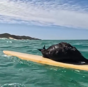 'O primeiro canguru surfista': dupla viraliza com resgate inusitado em alto mar