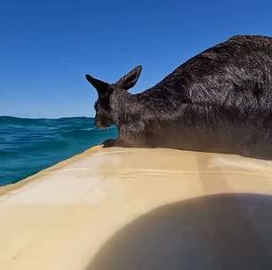 Canguru é resgatado por surfistas em alto mar na Austrália