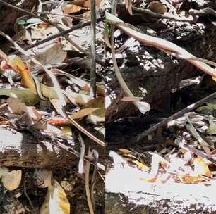 Guia flagra briga entre duas cobras em Bonito (MS)