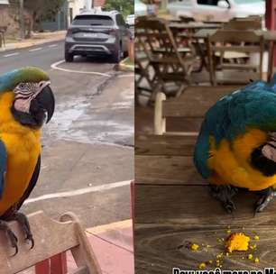 Arara-canindé surpreende casal ao participar de café da manhã em padaria de Rondonópolis (MT)