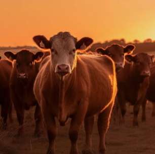 Brasil mantém o segundo maior rebanho bovino do mundo, com quase 240 milhões de cabeças em 2025