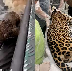 Onça ferida com 30 tiros de espingarda é resgatada após 8h nadando em rio no Amazonas