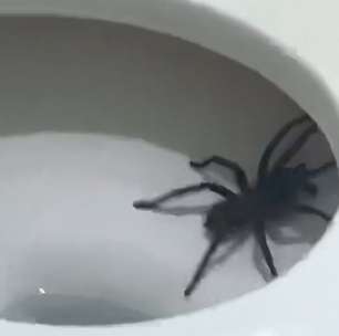 Mulher vai ao banheiro de madrugada e se depara com aranha gigante no vaso sanitário