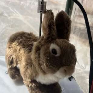 Coelhos-robôs de R$ 21 mil são usados nos EUA para caçar serpentes gigantes que ameaçam biodiversidade