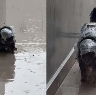 Tutora improvisa capa de chuva em cachorra que se 'recusa' a fazer necessidades dentro de casa