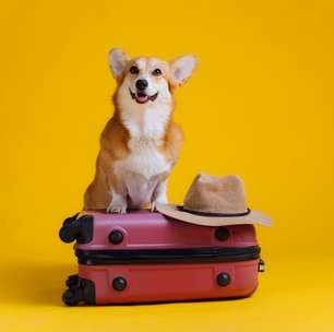 12 dicas para viajar com o pet com conforto e segurança