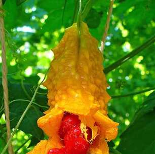Melão de São Caetano tem histórico uso medicinal
