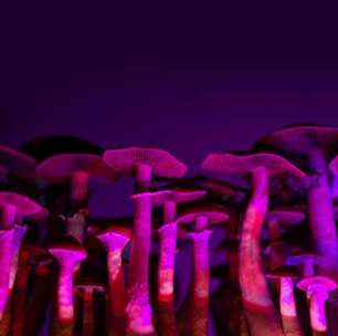 Cogumelos mágicos e meditação podem reduzir depressão e Burnout