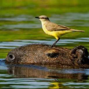 Capivara vira "parceira de caça" de aves no Pantanal