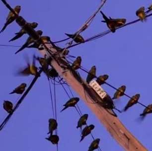 Desmatamento causa invasão de papagaios em cidade argentina