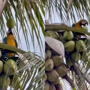 Arara viraliza ao se deliciar com água de coco
