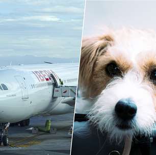Em 2019, a Iberia perdeu um cachorro antes de embarcar: agora, a Justiça Europeia afirma que ele vale o mesmo que uma mala