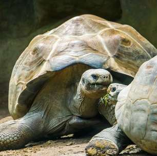 Segredos de uma centenária: Por que a Tartaruga-da-Galápagos vive tanto?